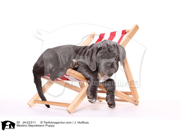 Mastino Napoletano Welpe / Mastino Napoletano Puppy / JH-22311