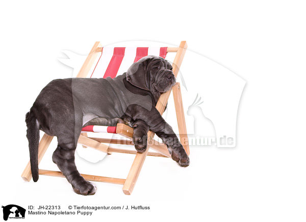 Mastino Napoletano Welpe / Mastino Napoletano Puppy / JH-22313