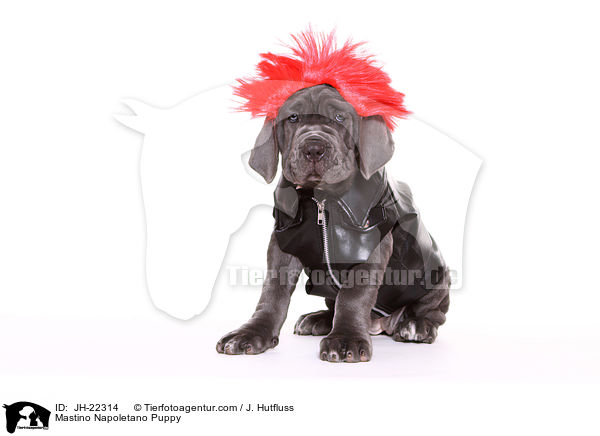 Mastino Napoletano Welpe / Mastino Napoletano Puppy / JH-22314