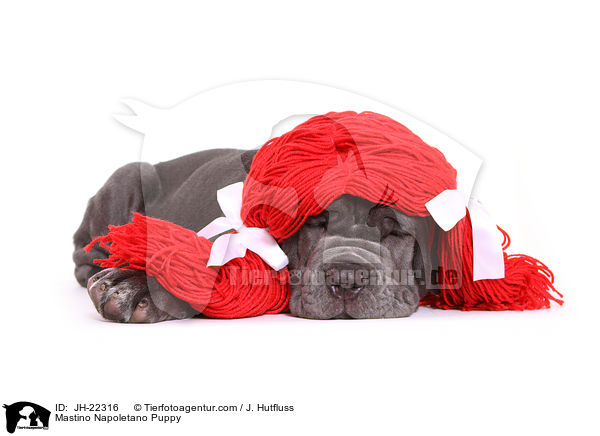 Mastino Napoletano Welpe / Mastino Napoletano Puppy / JH-22316