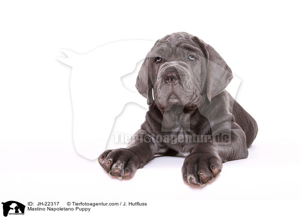 Mastino Napoletano Welpe / Mastino Napoletano Puppy / JH-22317