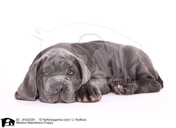 Mastino Napoletano Welpe / Mastino Napoletano Puppy / JH-22324