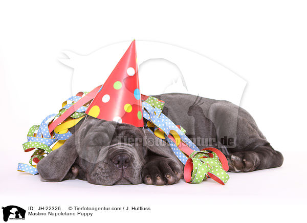 Mastino Napoletano Welpe / Mastino Napoletano Puppy / JH-22326