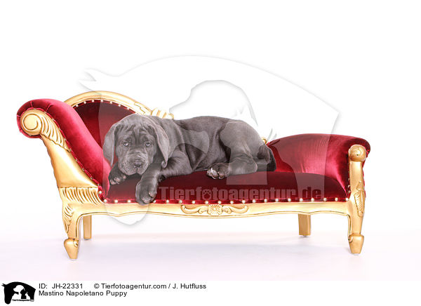 Mastino Napoletano Welpe / Mastino Napoletano Puppy / JH-22331