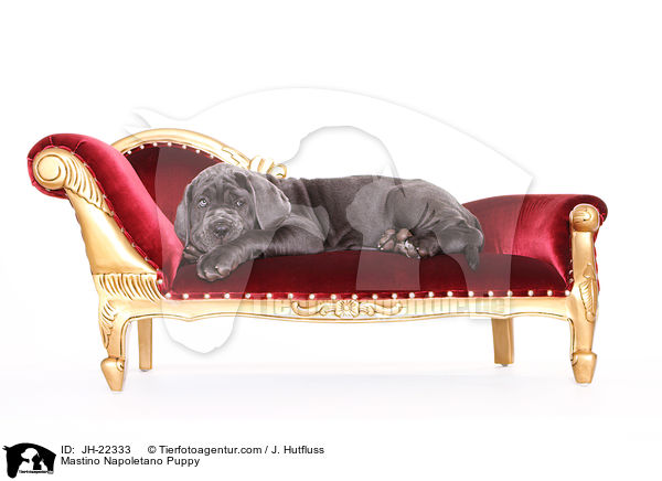 Mastino Napoletano Welpe / Mastino Napoletano Puppy / JH-22333