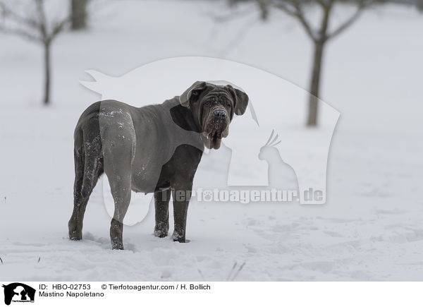 Mastino Napoletano / Mastino Napoletano / HBO-02753