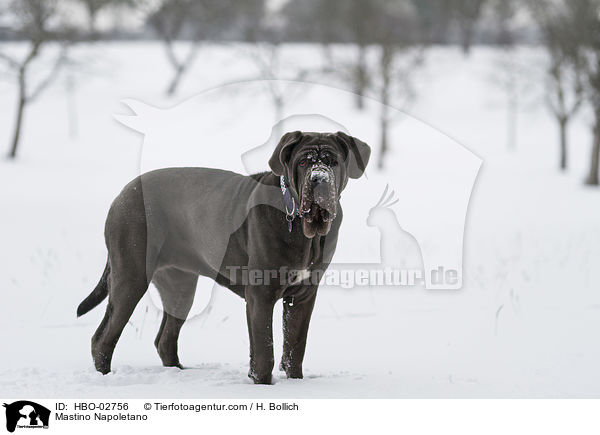 Mastino Napoletano / Mastino Napoletano / HBO-02756