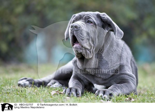 liegender Mastino Napoletano / lying Mastino Napoletano / HBO-02757