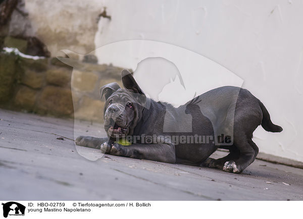 junger Mastino Napoletano / young Mastino Napoletano / HBO-02759
