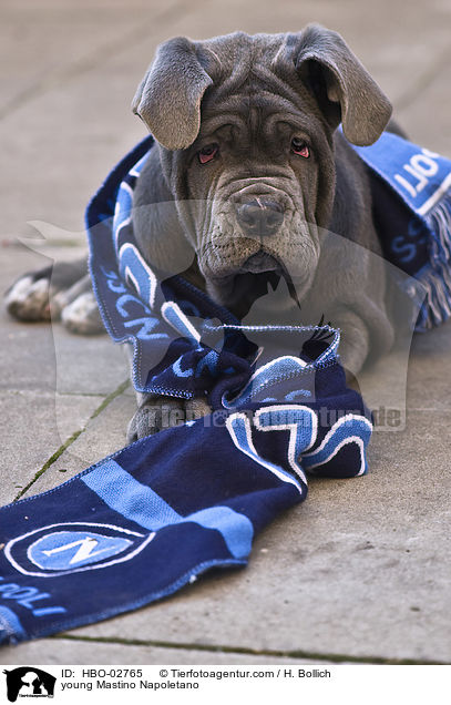 junger Mastino Napoletano / young Mastino Napoletano / HBO-02765
