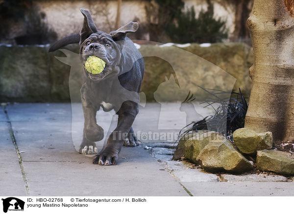 junger Mastino Napoletano / young Mastino Napoletano / HBO-02768