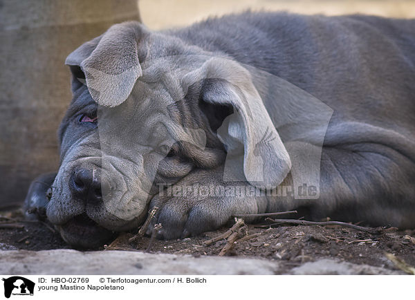 junger Mastino Napoletano / young Mastino Napoletano / HBO-02769