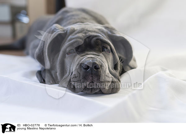 young Mastino Napoletano / HBO-02776