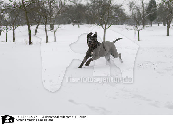 rennender Mastino Napoletano / running Mastino Napoletano / HBO-02777
