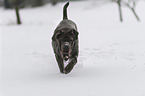 running Mastino Napoletan
