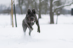 running Mastino Napoletan