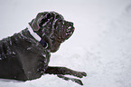 lying Mastino Napoletano