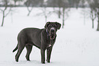 Mastino Napoletano
