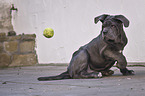young Mastino Napoletano