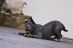 young Mastino Napoletano