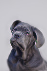 young Mastino Napoletano