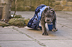 young Mastino Napoletano