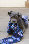 young Mastino Napoletano