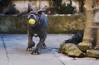 young Mastino Napoletano