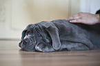 young Mastino Napoletano