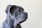 young Mastino Napoletano