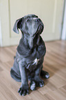 young Mastino Napoletano
