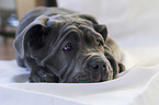 young Mastino Napoletano