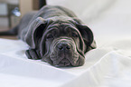 young Mastino Napoletano