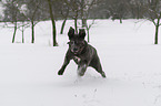 running Mastino Napoletano