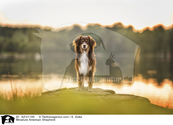 Miniature American Shepherd / Miniature American Shepherd / SZ-01195