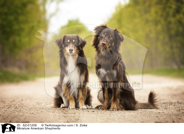 Miniature American Shepherds / SZ-01208