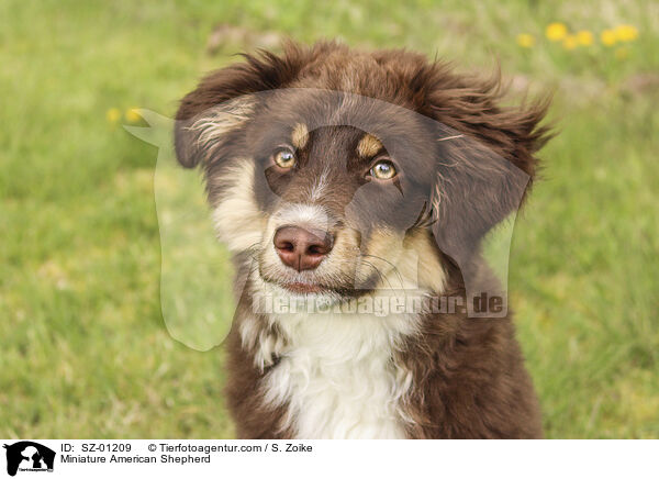 Miniature American Shepherd / SZ-01209