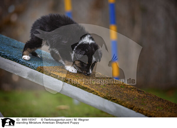 stehender Miniature American Shepherd Welpe / standing Miniature American Shepherd Puppy / MW-16547