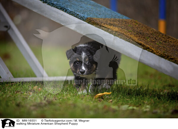 laufender Miniature American Shepherd Welpe / walking Miniature American Shepherd Puppy / MW-16551
