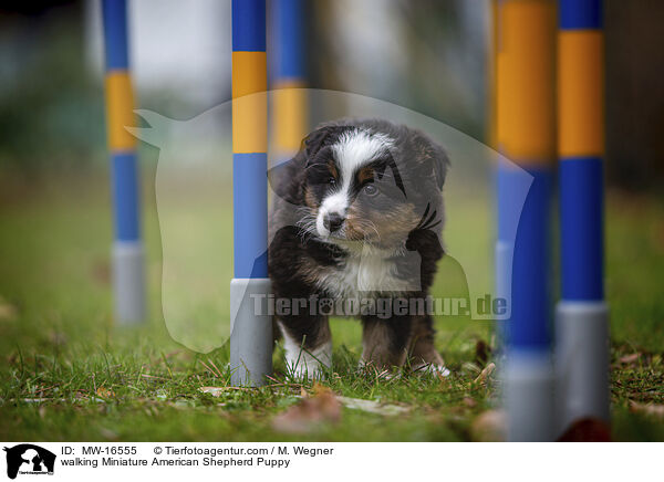 laufender Miniature American Shepherd Welpe / walking Miniature American Shepherd Puppy / MW-16555