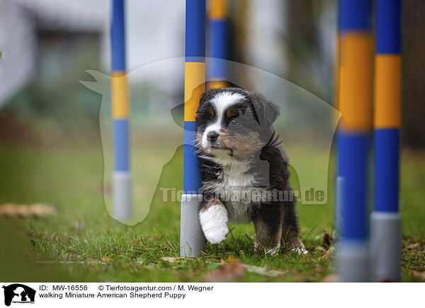 laufender Miniature American Shepherd Welpe / walking Miniature American Shepherd Puppy / MW-16556