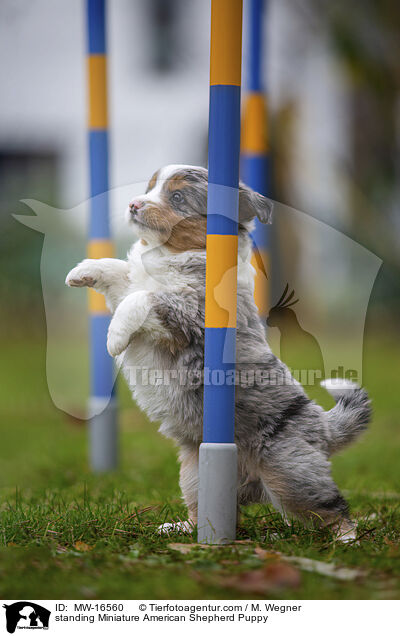 stehender Miniature American Shepherd Welpe / standing Miniature American Shepherd Puppy / MW-16560