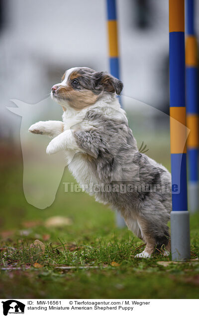 stehender Miniature American Shepherd Welpe / standing Miniature American Shepherd Puppy / MW-16561