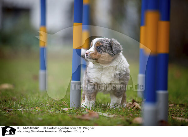 stehender Miniature American Shepherd Welpe / standing Miniature American Shepherd Puppy / MW-16562