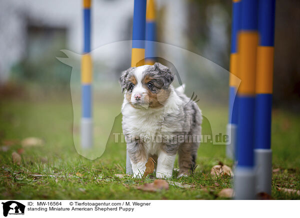 stehender Miniature American Shepherd Welpe / standing Miniature American Shepherd Puppy / MW-16564