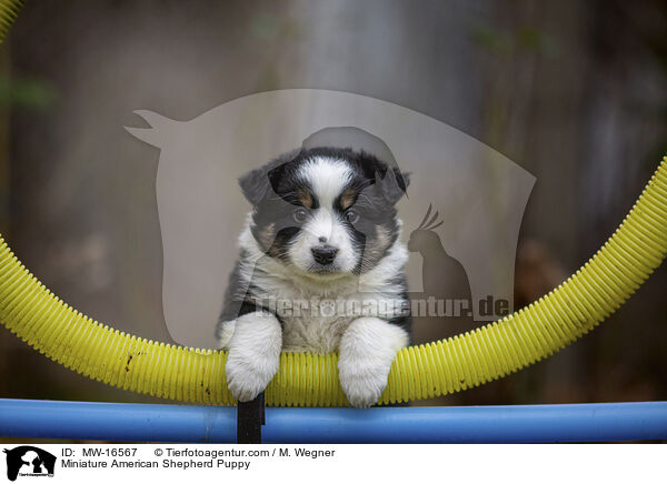 Miniature American Shepherd Welpe / Miniature American Shepherd Puppy / MW-16567
