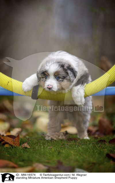 stehender Miniature American Shepherd Welpe / standing Miniature American Shepherd Puppy / MW-16574