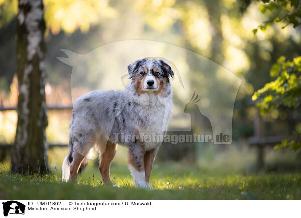 Miniature American Shepherd / Miniature American Shepherd / UM-01862
