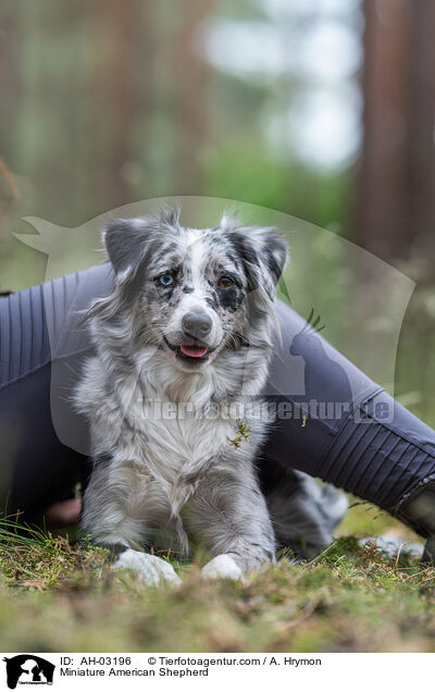 Miniature American Shepherd / Miniature American Shepherd / AH-03196