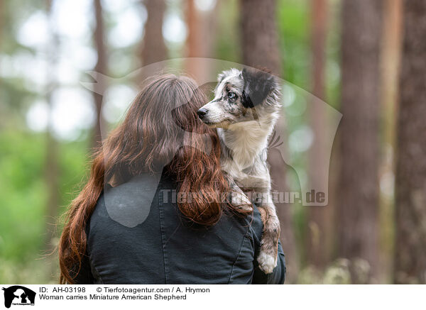 Frau trgt Miniature American Shepherd / Woman carries Miniature American Shepherd / AH-03198